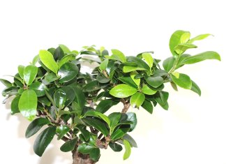 tropiart-2023-04 - bonsai-48.jpg