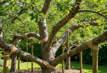 Podpieranie czy wiązanie? bagum_wiązanie gałęzi czy podpieranie co wybrać.-24_3.png